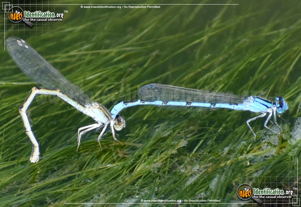 American Bluet Damselfly
