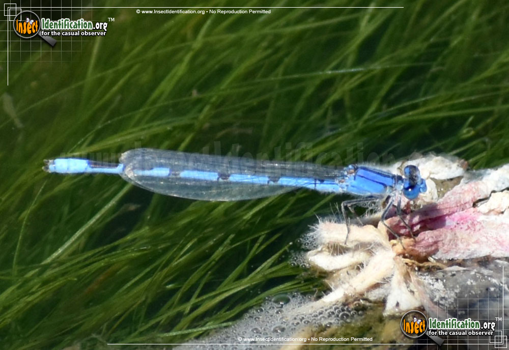 American Bluet Damselfly