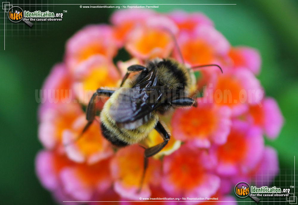 Full-sized image #7 of the American-Bumble-Bee