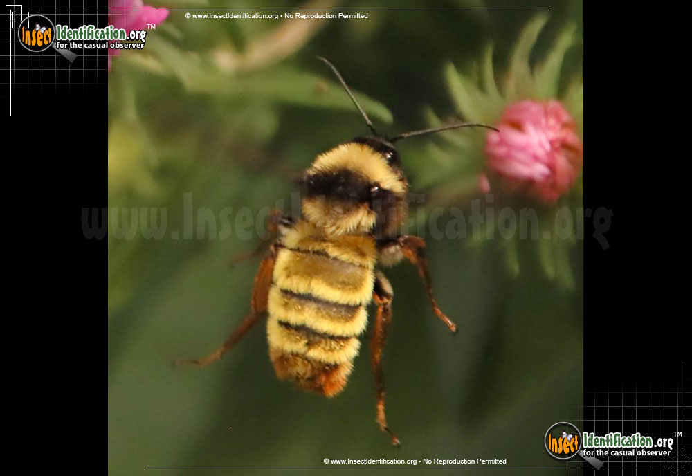Full-sized image of the American-Bumble-Bee
