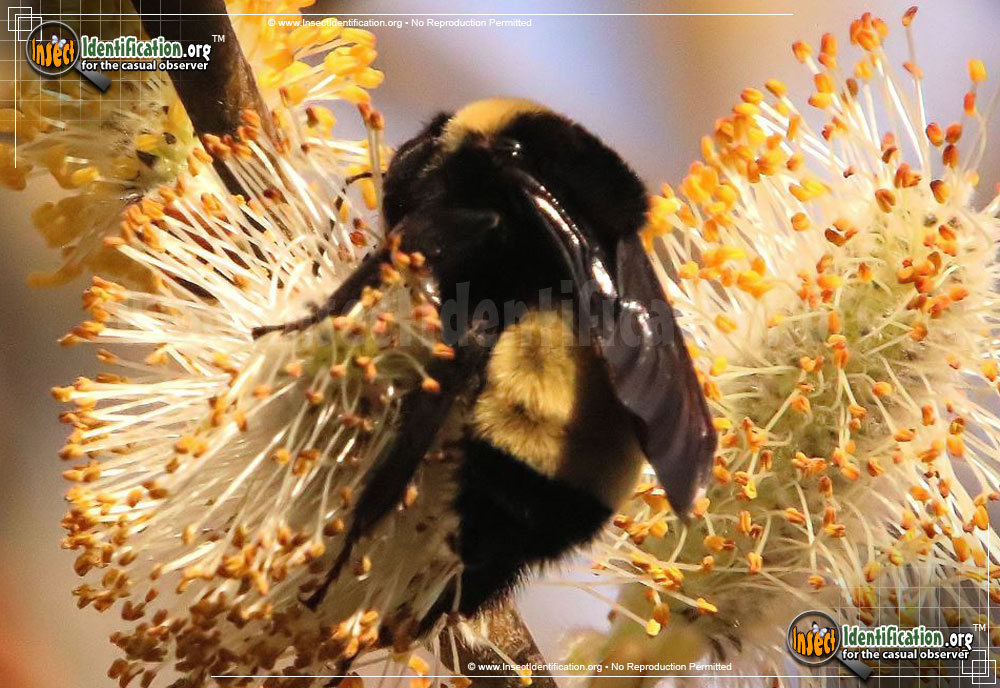 Full-sized image #15 of the American-Bumble-Bee