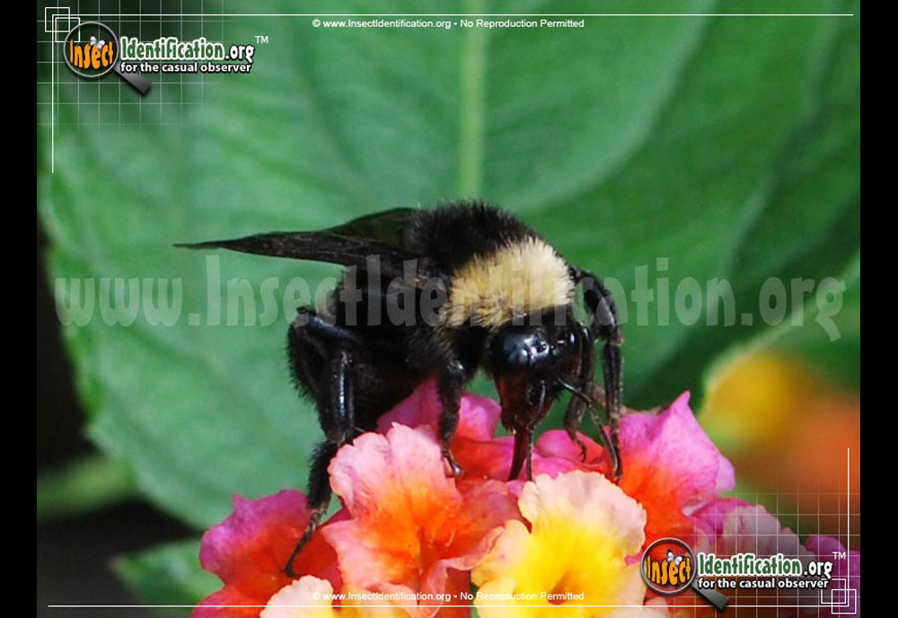 Full-sized image #6 of the American-Bumble-Bee