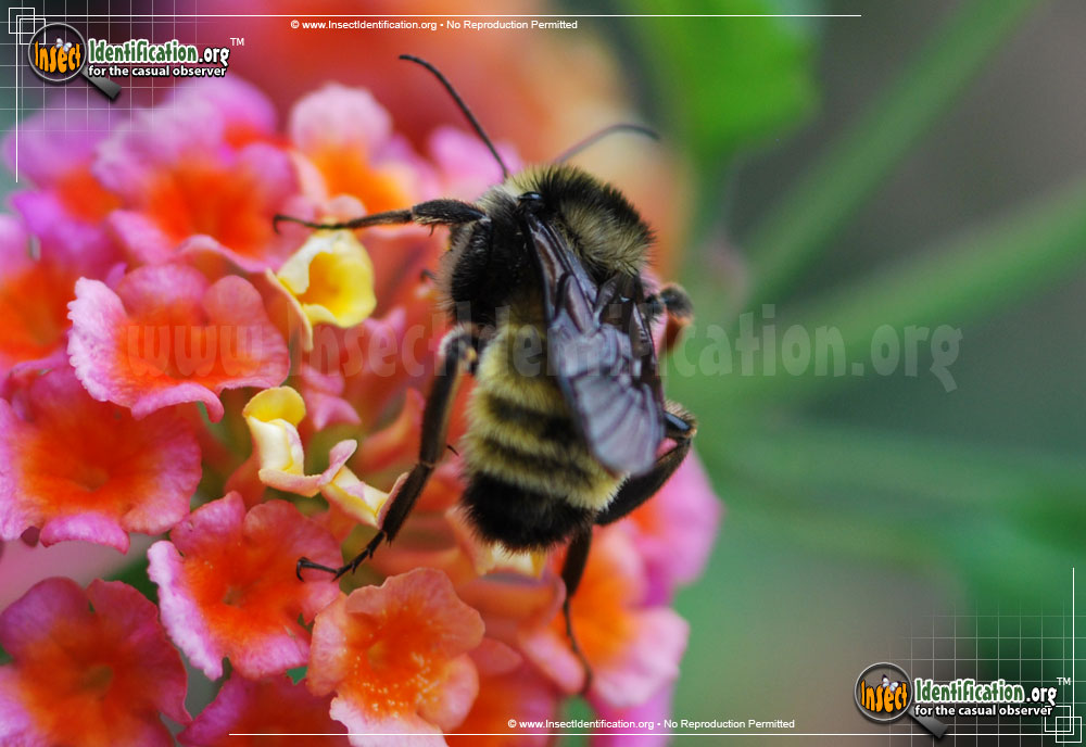 Full-sized image #9 of the American-Bumble-Bee