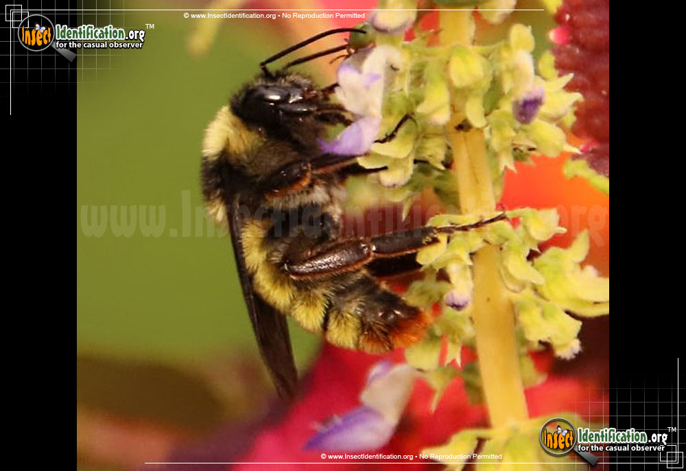 Full-sized image #3 of the American-Bumble-Bee