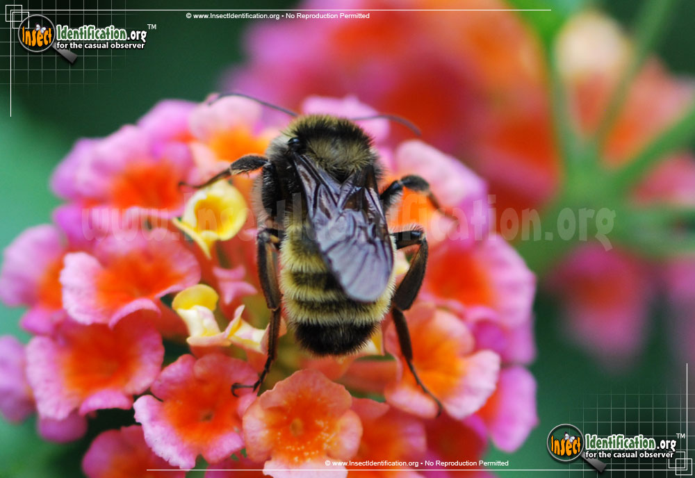 Full-sized image #11 of the American-Bumble-Bee