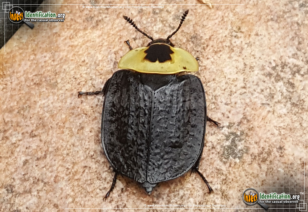 Full-sized image of the American-Carrion-Beetle