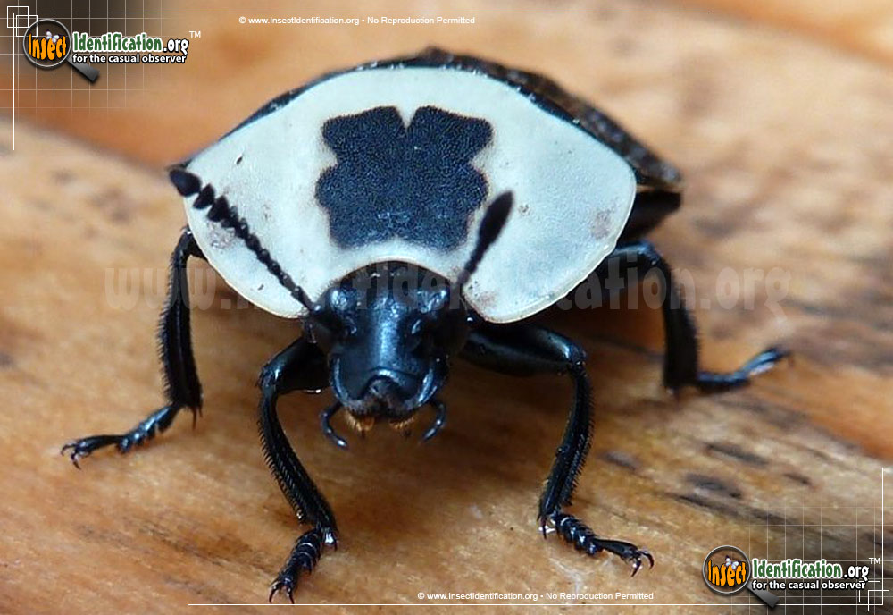 Full-sized image #5 of the American-Carrion-Beetle