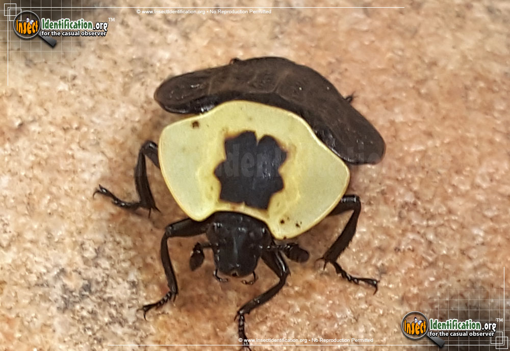 Full-sized image #4 of the American-Carrion-Beetle