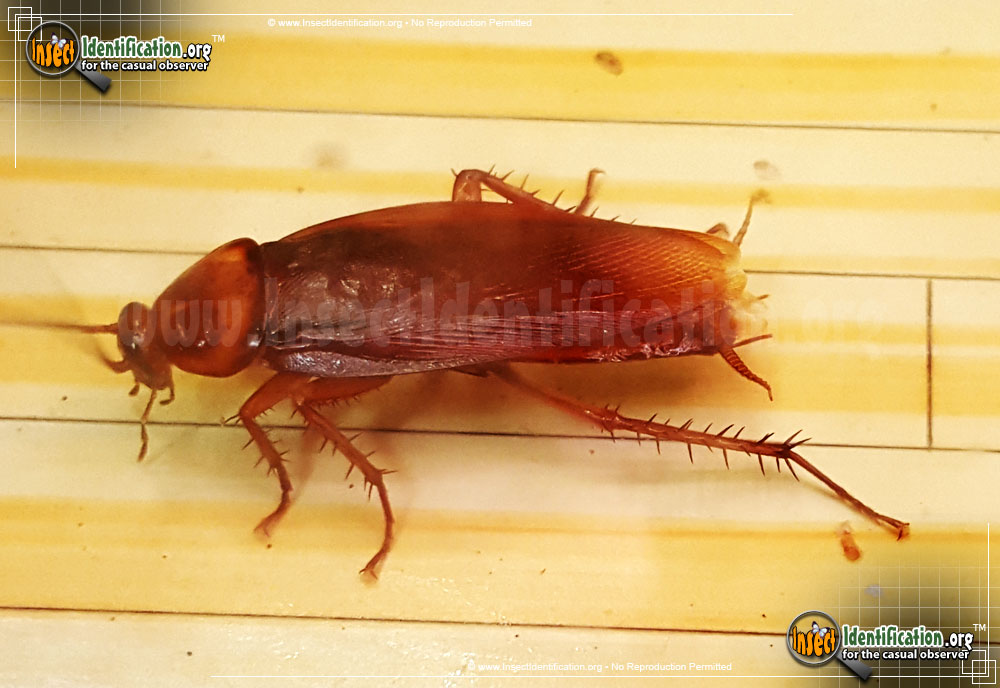 Full-sized image of the American-Cockroach