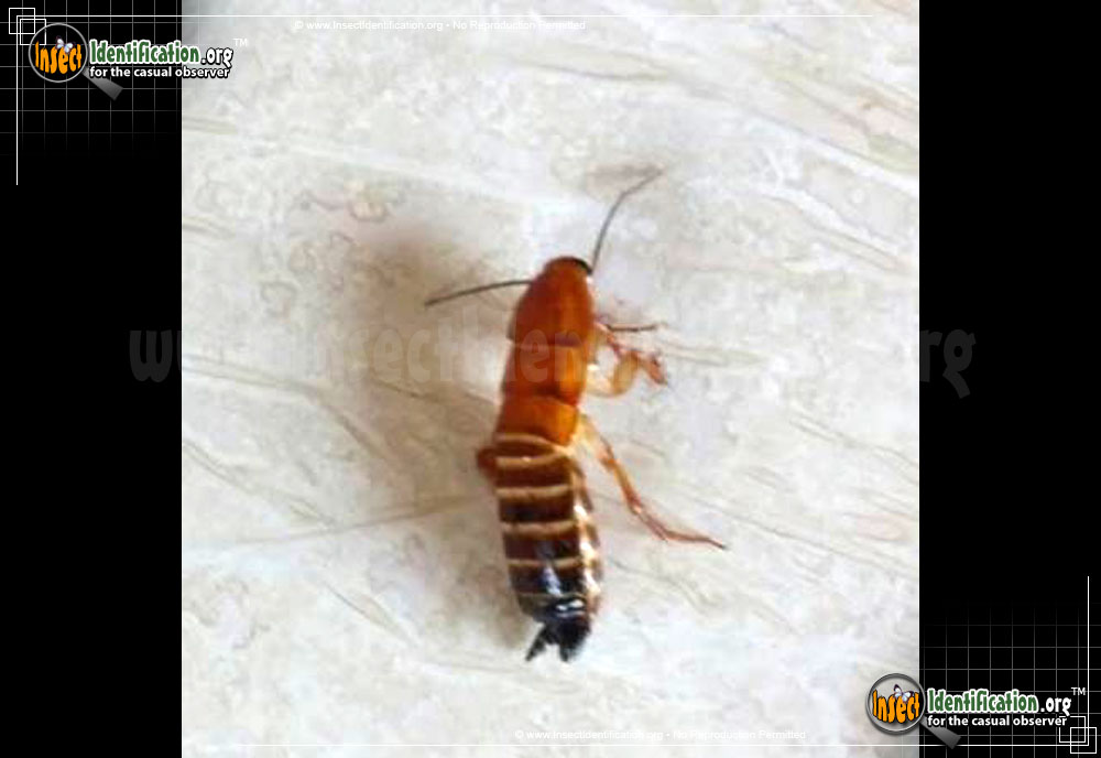 Full-sized image #4 of the American-Cockroach