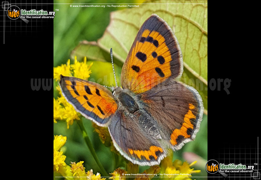 Full-sized image of the American-Copper-Butterfly