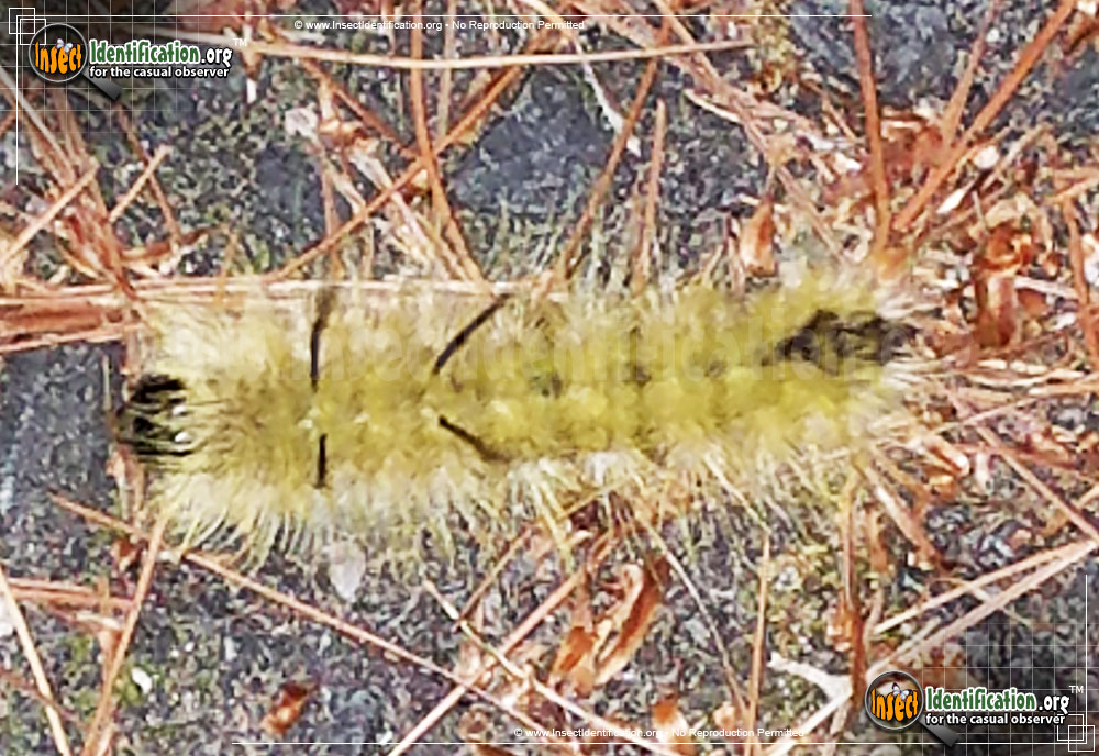 Full-sized image #4 of the American-Dagger-Moth