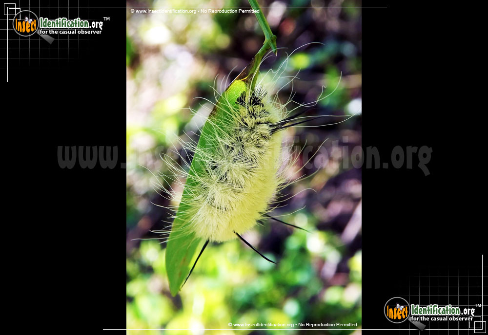 Full-sized image #2 of the American-Dagger-Moth