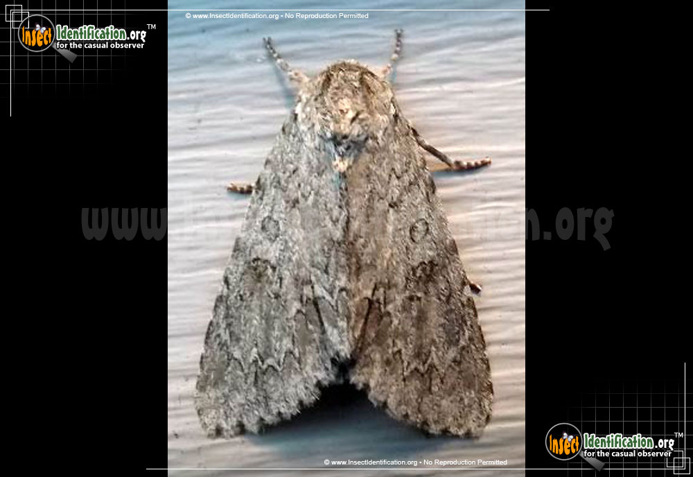 Full-sized image of the American-Dagger-Moth
