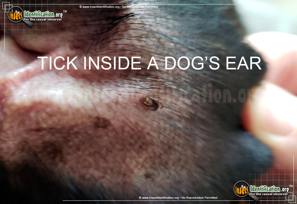 Full-sized image #5 of the American-Dog-Tick