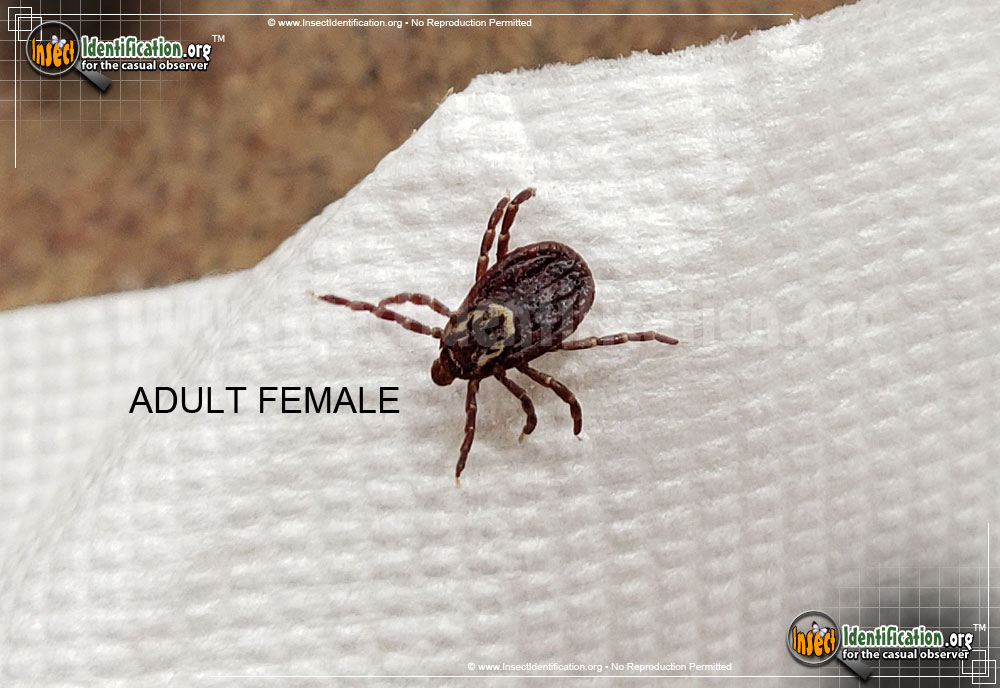 Full-sized image of the American-Dog-Tick