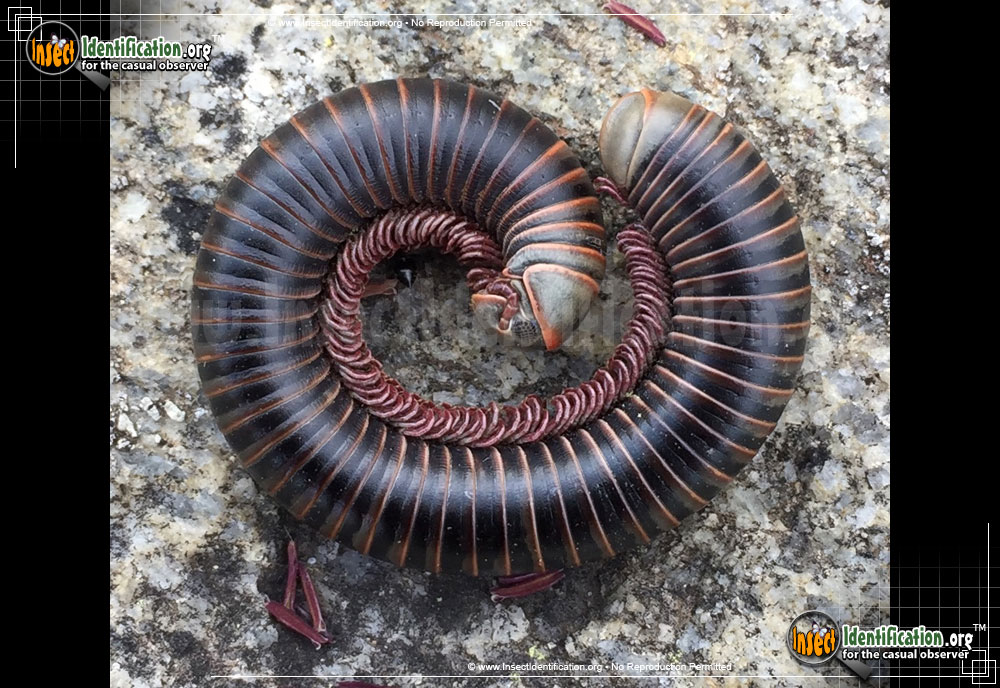 Full-sized image of the American-Giant-Millipede