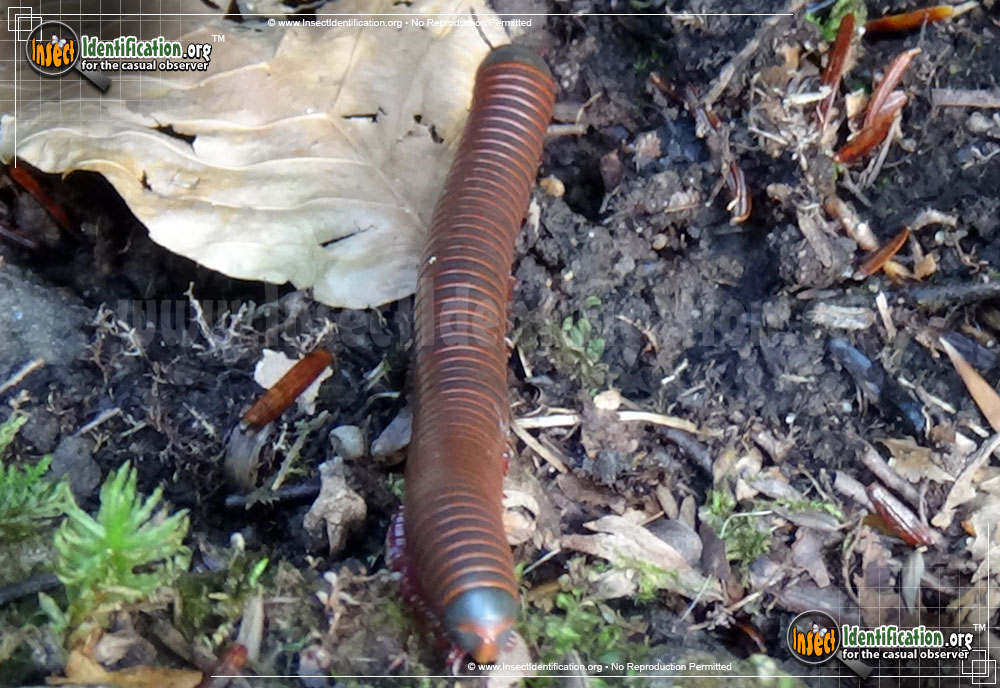 Full-sized image #2 of the American-Giant-Millipede