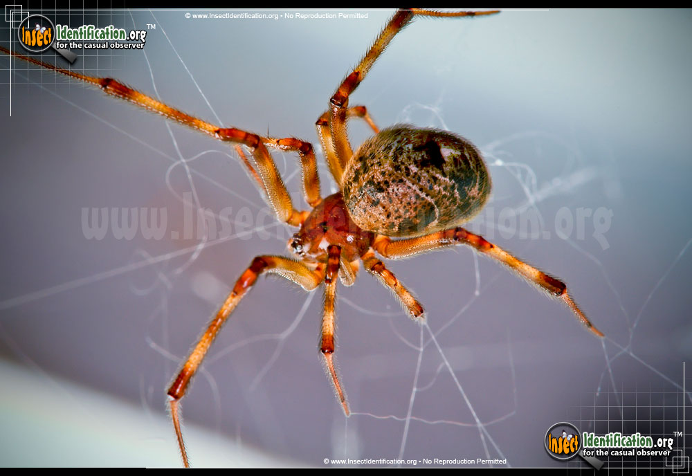 Full-sized image of the American-House-Spider