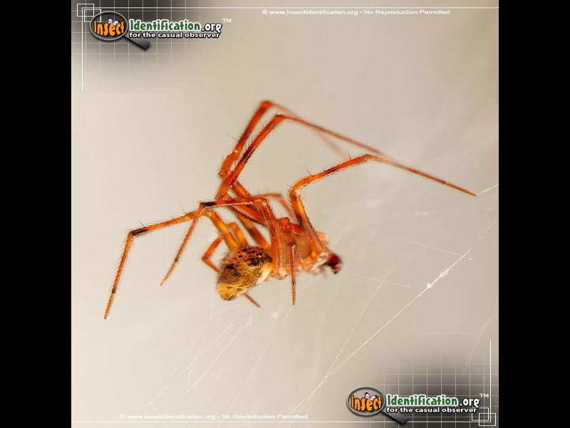 Full-sized image #10 of the American-House-Spider