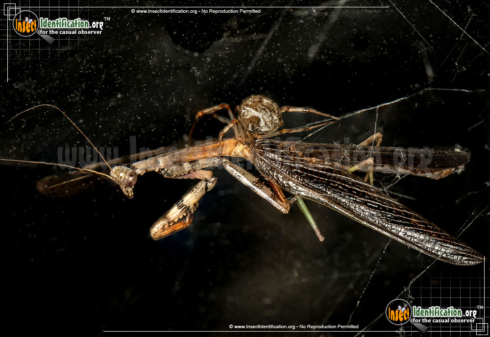 Full-sized image #13 of the American-House-Spider