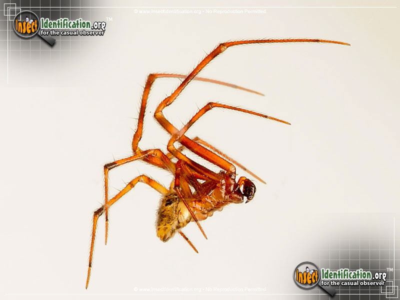 Full-sized image #6 of the American-House-Spider