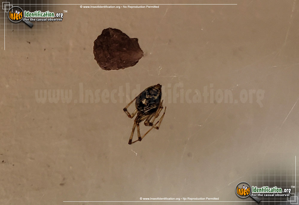 Full-sized image #2 of the American-House-Spider