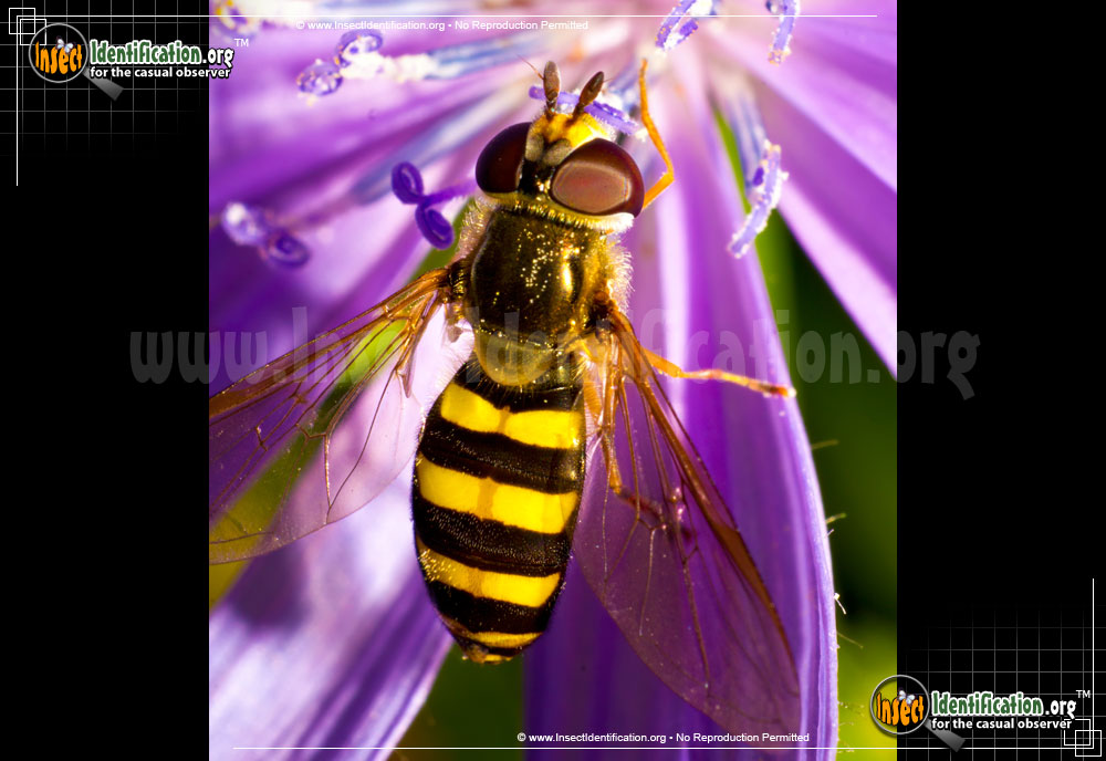 Full-sized image of the American-Hover-Fly