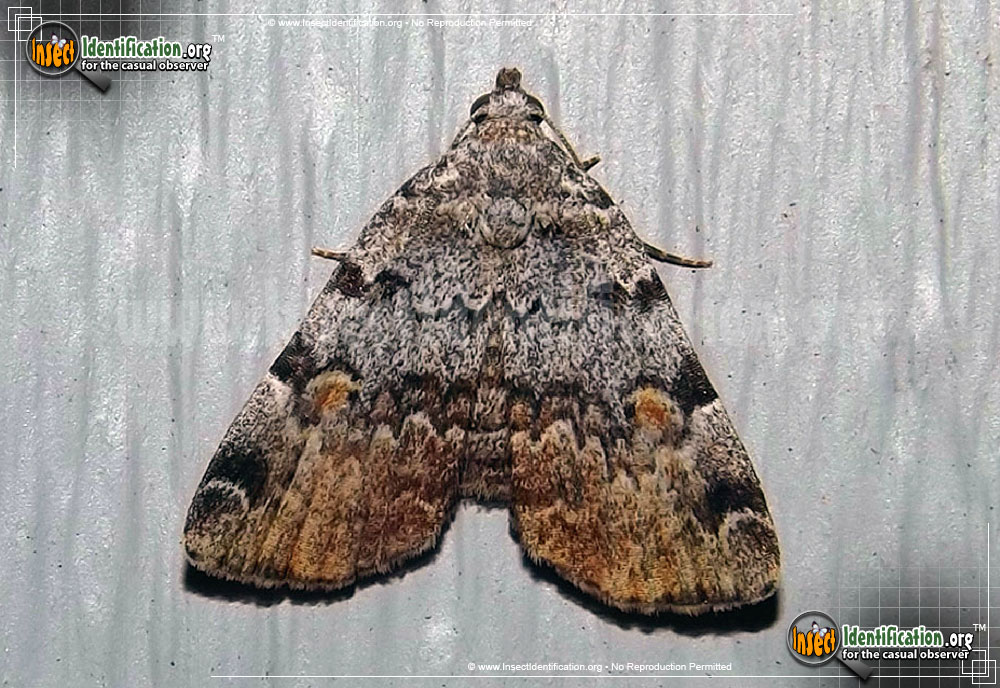 Full-sized image of the American-Idia-Moth
