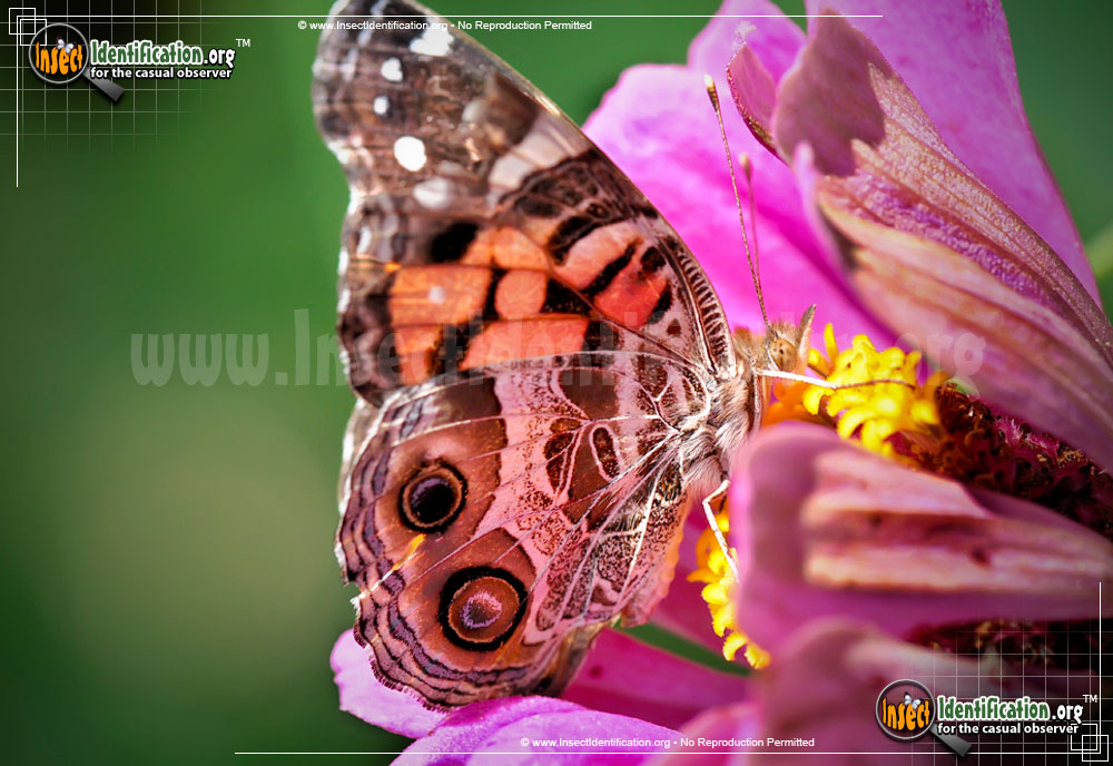 Full-sized image #3 of the American-Lady-Butterfly