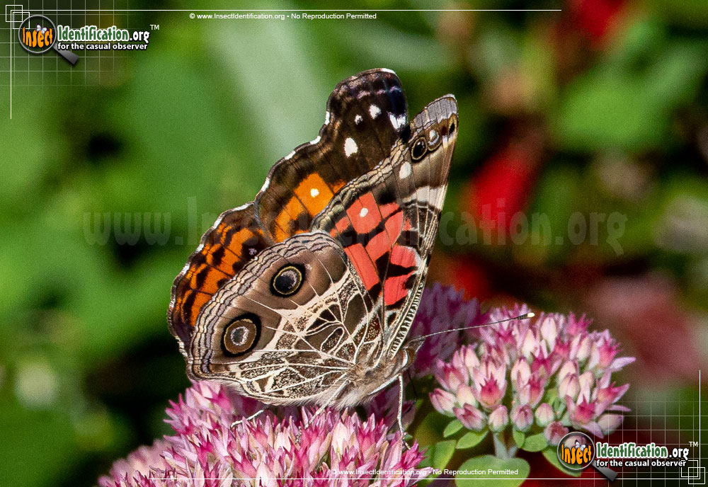 Full-sized image #4 of the American-Lady-Butterfly