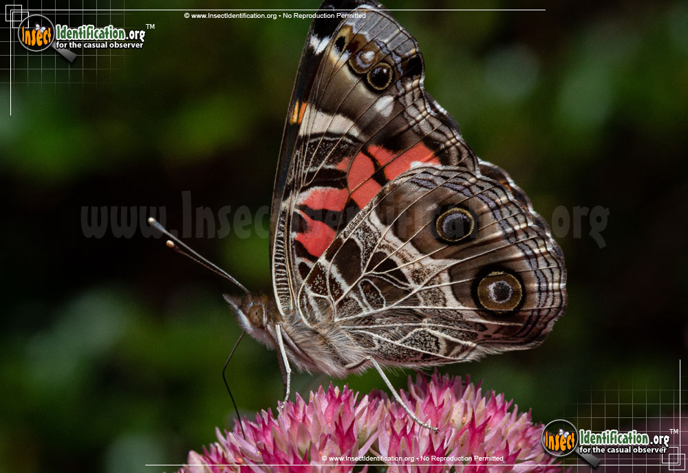 Full-sized image of the American-Lady-Butterfly