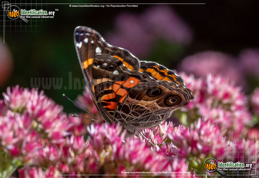 Full-sized image #5 of the American-Lady-Butterfly