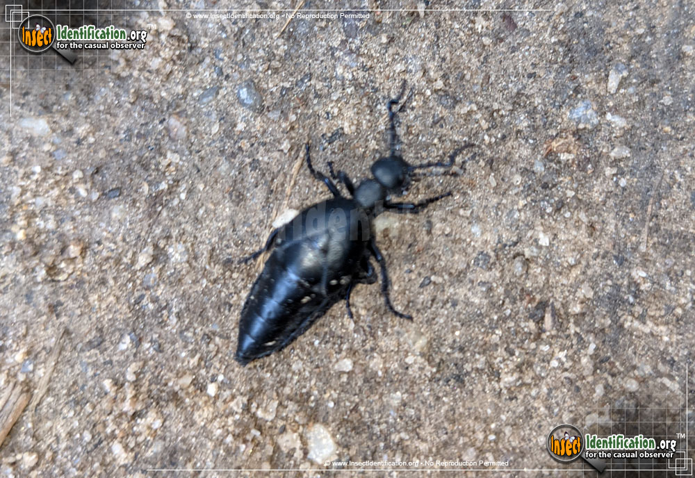 Full-sized image #6 of the American-Oil-Beetle