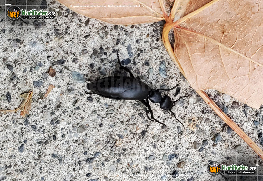 Full-sized image #3 of the American-Oil-Beetle