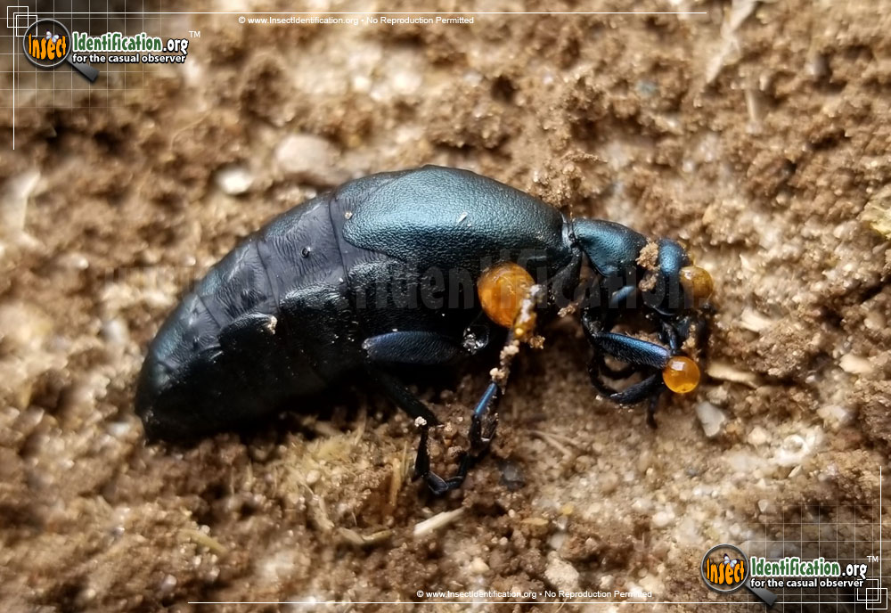 Full-sized image of the American-Oil-Beetle