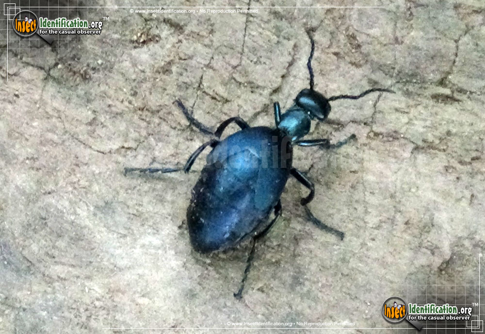 Full-sized image #5 of the American-Oil-Beetle