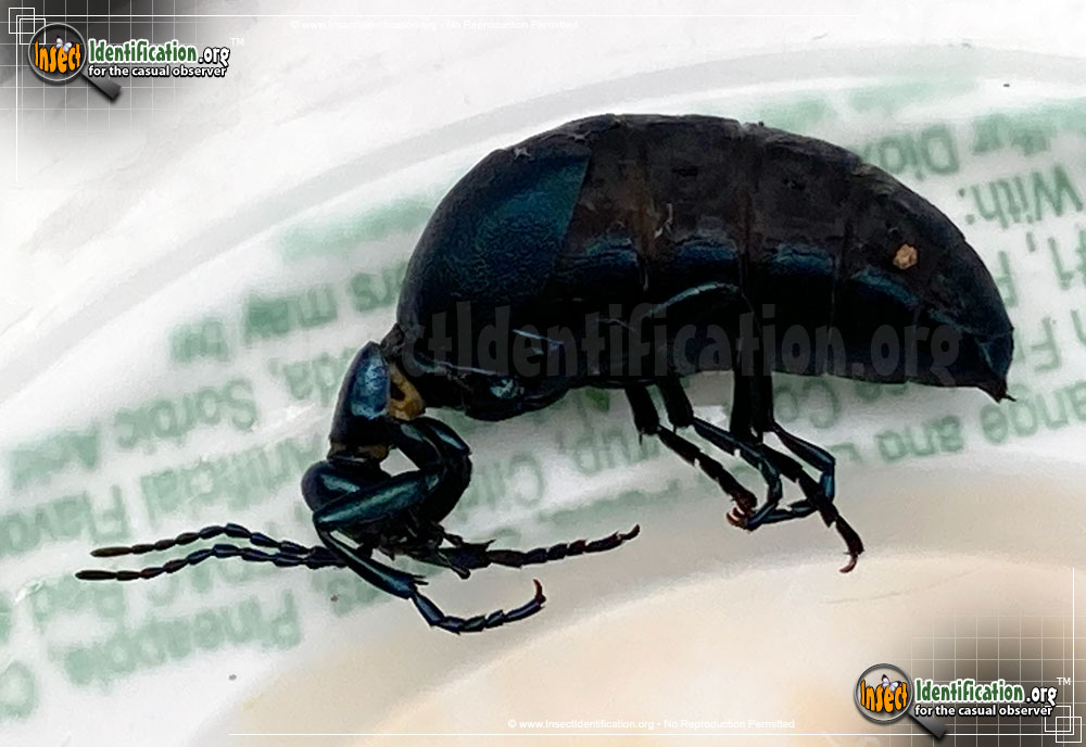 Full-sized image #7 of the American-Oil-Beetle