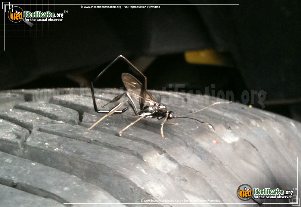 Full-sized image #4 of the American-Pelecinid-Wasp
