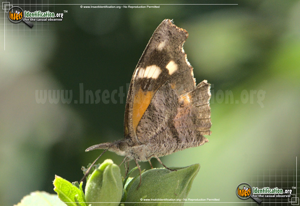Full-sized image of the American-Snout-Butterfly
