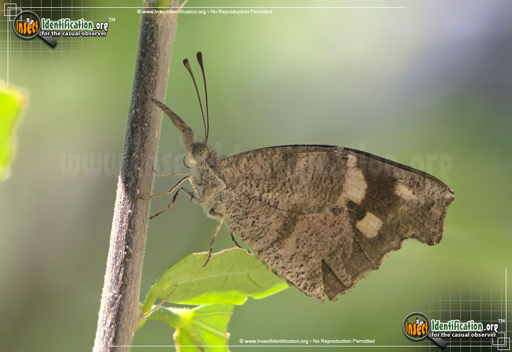 Full-sized image #2 of the American-Snout-Butterfly