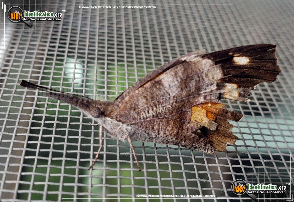 Full-sized image #5 of the American-Snout-Butterfly