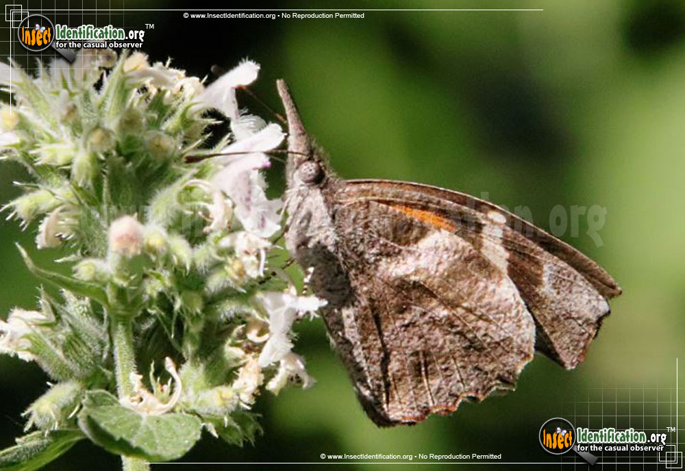 Full-sized image #4 of the American-Snout-Butterfly