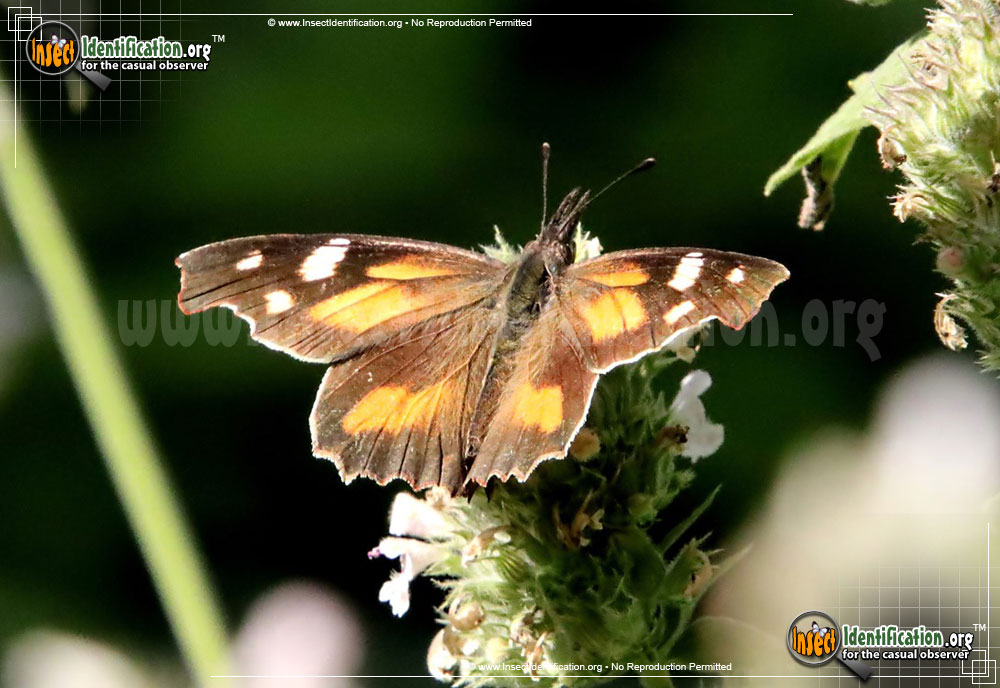 Full-sized image #3 of the American-Snout-Butterfly