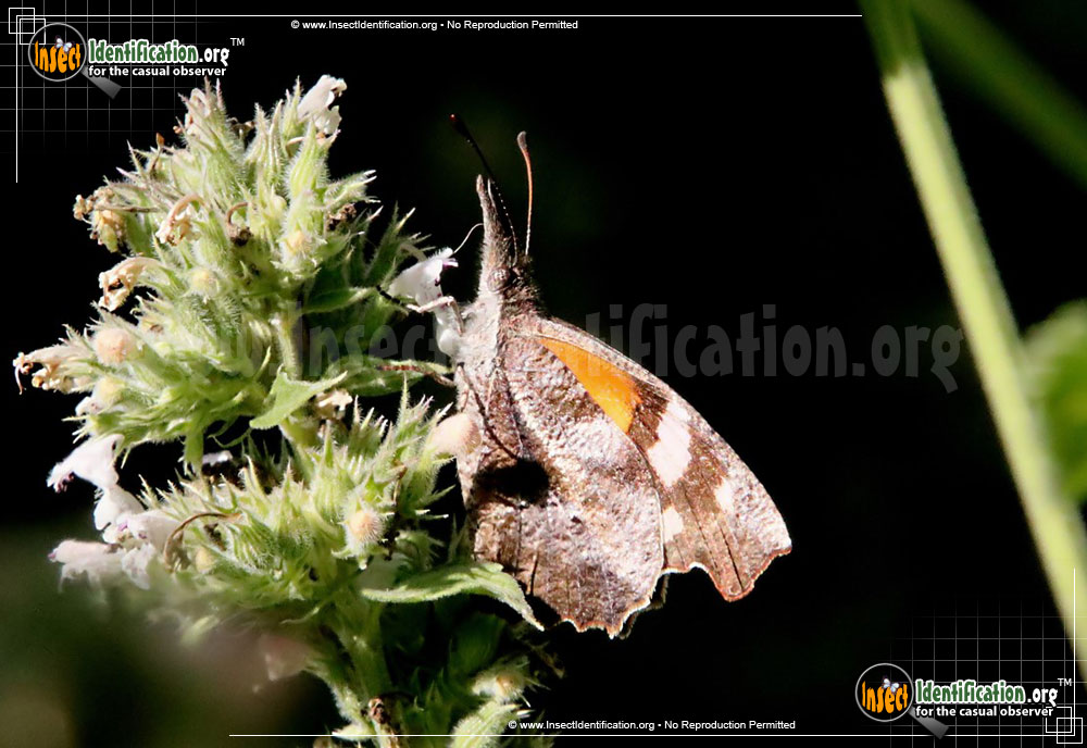 Full-sized image #8 of the American-Snout-Butterfly