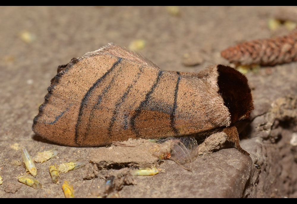 Full-sized image of the Angus-Datana-Moth