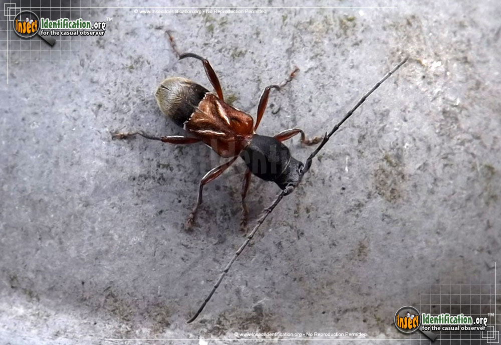 Full-sized image of the Ant-Like-Longhorn-Beetle