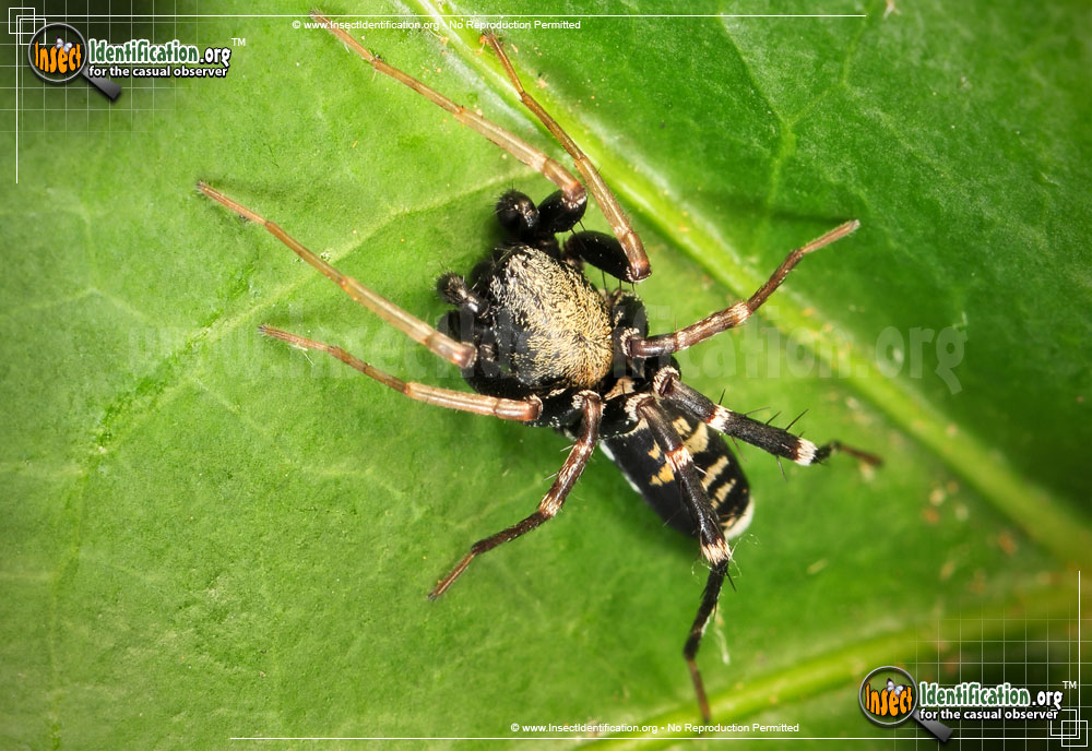 Full-sized image #2 of the Ant-Mimic-Spider