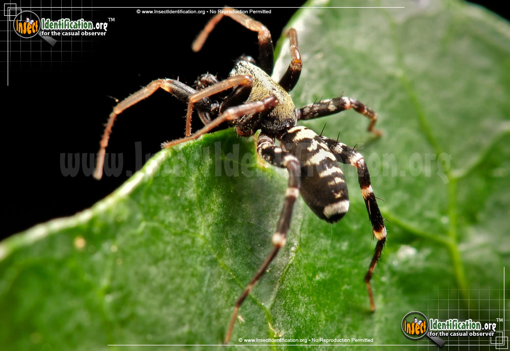Full-sized image #3 of the Ant-Mimic-Spider
