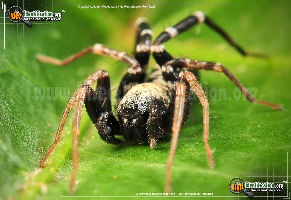 Full-sized image #5 of the Ant-Mimic-Spider